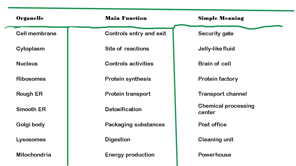 anatomy of a Cell :Structure, Functions,Anatomy of the Human Body Cell Detailed educational diagram of an animal cell showing cell membrane, nucleus, cytoplasm, mitochondria, ribosomes, Golgi body, lysosomes, and endoplasmic reticulum with their functions in human cell anatomy and physiology.